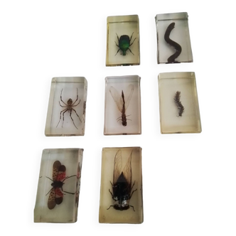 Lot de 7 insectes conservés individuellement dans de la résine.