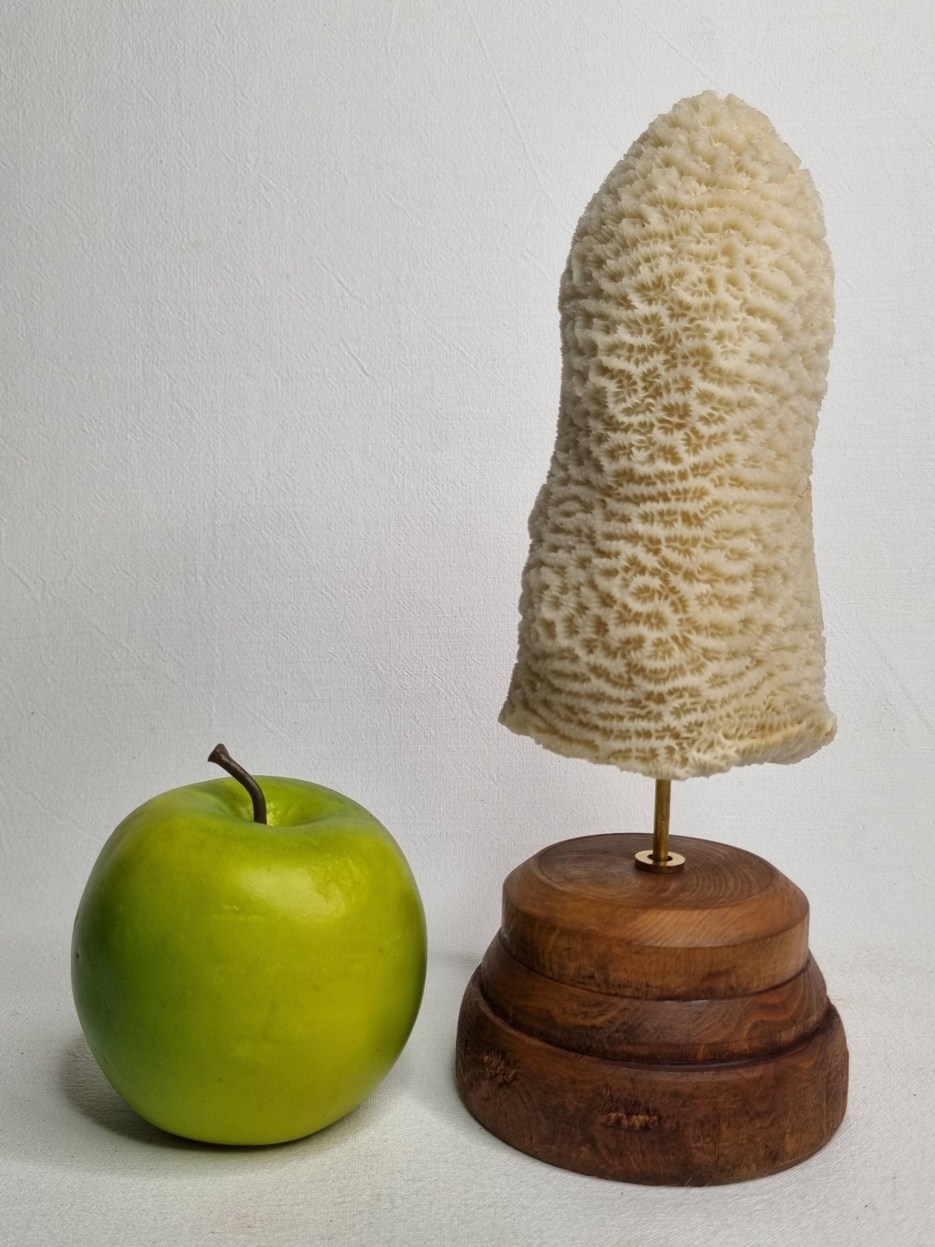 Old oblong coral on wooden base 24 cm