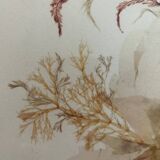vintage painting natural algae