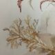 tableau vintage algues naturelles