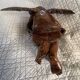 18th Century Carved Wooden Angel/Chestnut/Putto