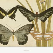 Poster “Butterflies”, after an Art Nouveau lithograph from 1897