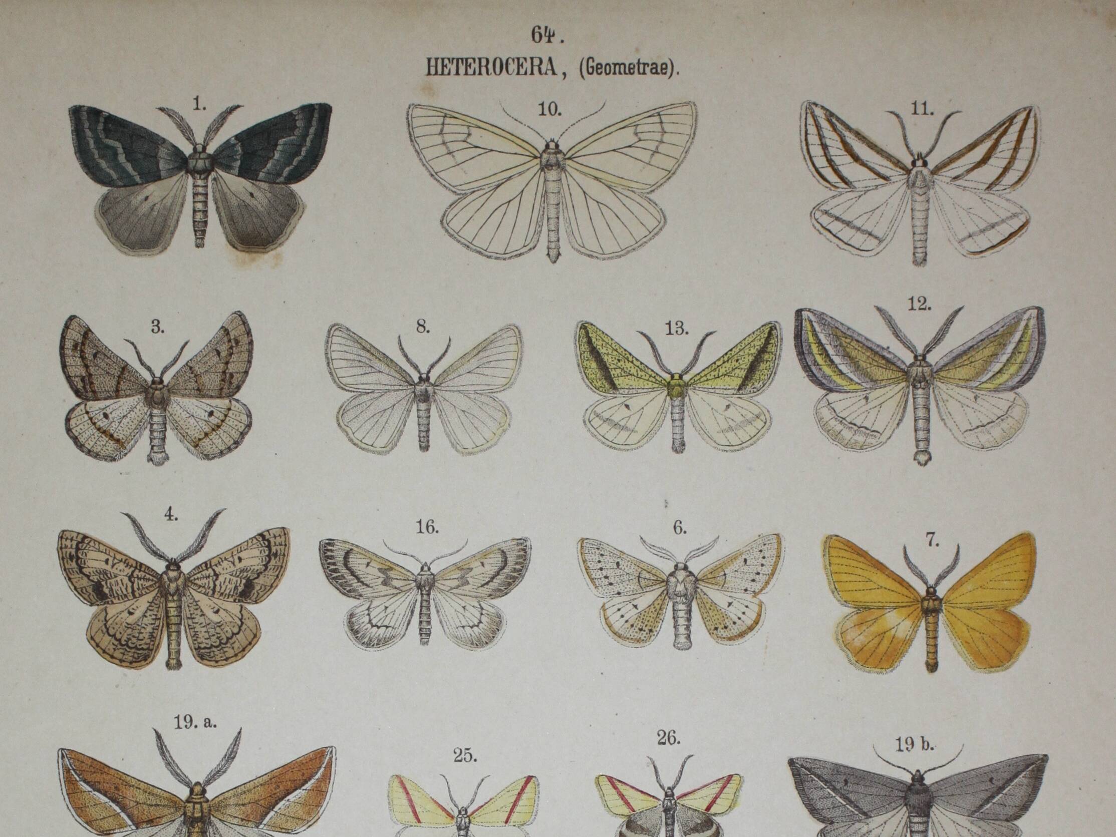 Old engraving of Butterflies - Lithograph from 1887 - Agaritharia - Original illustration