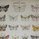 Old engraving of Butterflies - Lithograph from 1887 - Agaritharia - Original illustration