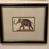 Ensemble de trois gravures animalières style histoire naturelle