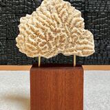 Fossil coral on pedestal