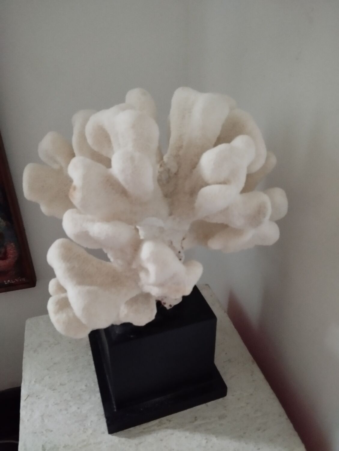 Coral on base cabinet of curiosities