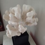 Coral on base cabinet of curiosities