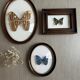 Cadre papillon "Chrysiridia ripheus »