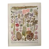 Lithograph on algae - 1930