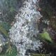 Vintage French oil painting on board, bouquet of lilacs