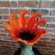 Anemone vase from the 60s/70s.