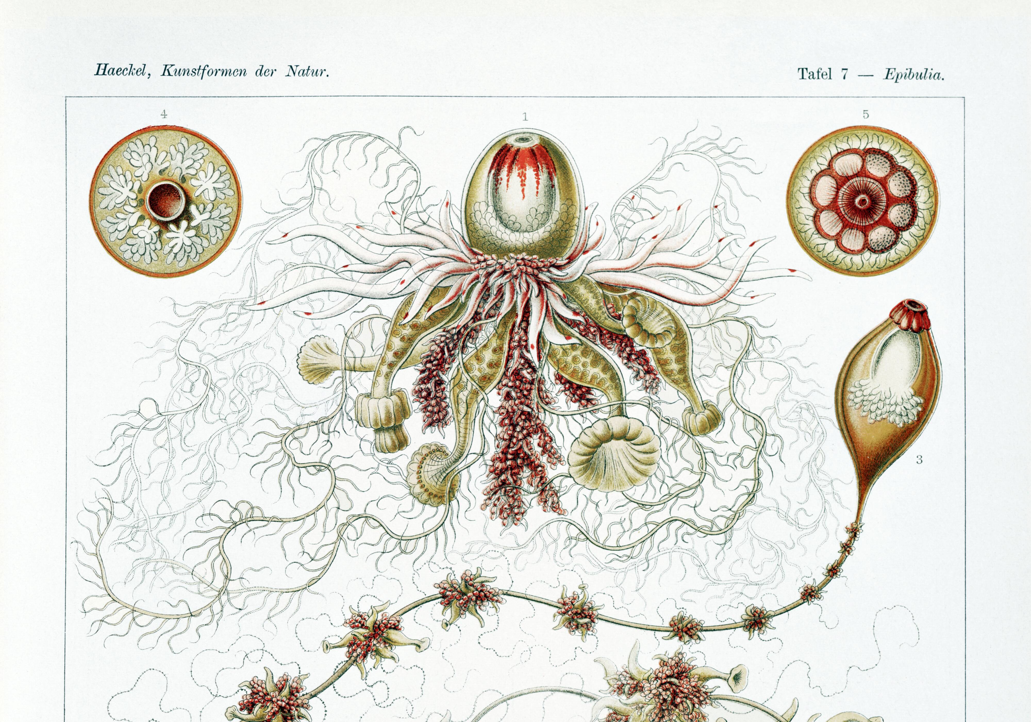 Poster about plankton, based on an old lithograph from 1904.