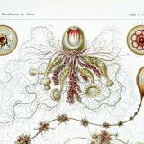 Poster about plankton, based on an old lithograph from 1904.