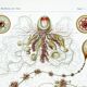 Poster about plankton, based on an old lithograph from 1904.