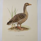 Bird board 1960s - Greylag Goose - Vintage zoological and ornithological illustration