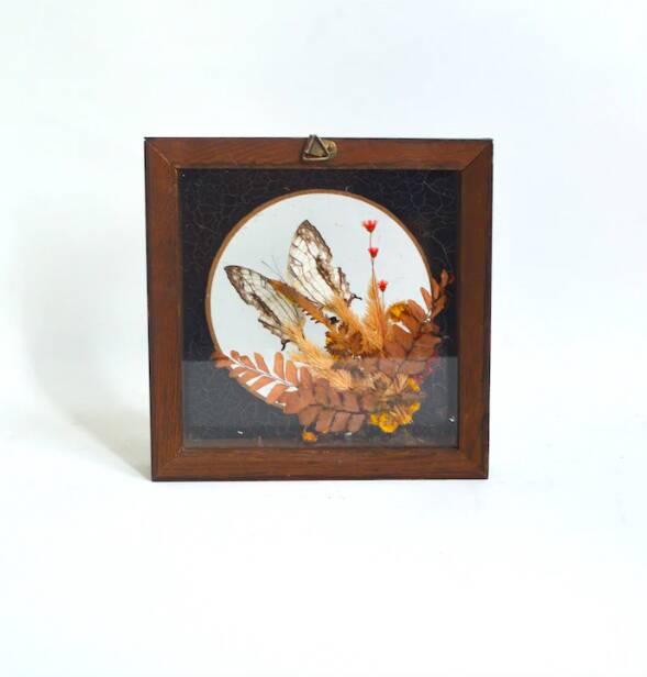 Cadre vitrine papillon