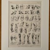 Lithographie sur l'anatomie du cheval (tête, croupe, sabots) - 1920