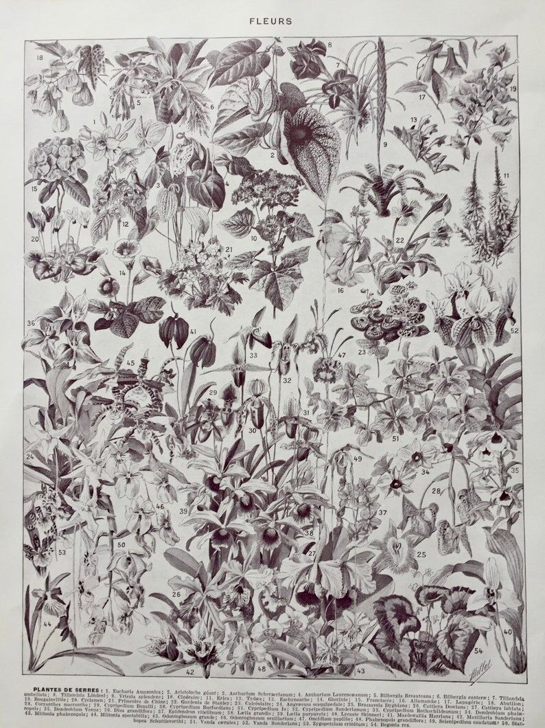 Illustration ancienne Millot "Fleurs d'arbres"