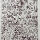 Illustration ancienne Millot "Fleurs d'arbres"