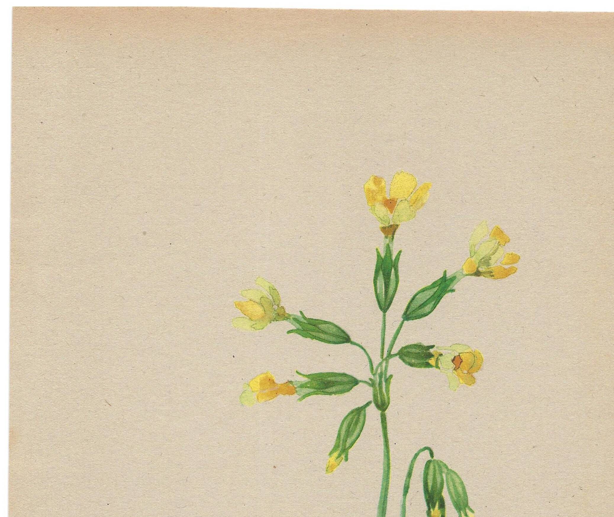 Antique illustration from 1948. Meadow flowers by Strache - Primrose