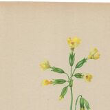 Antique illustration from 1948. Meadow flowers by Strache - Primrose
