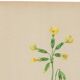 Antique illustration from 1948. Meadow flowers by Strache - Primrose