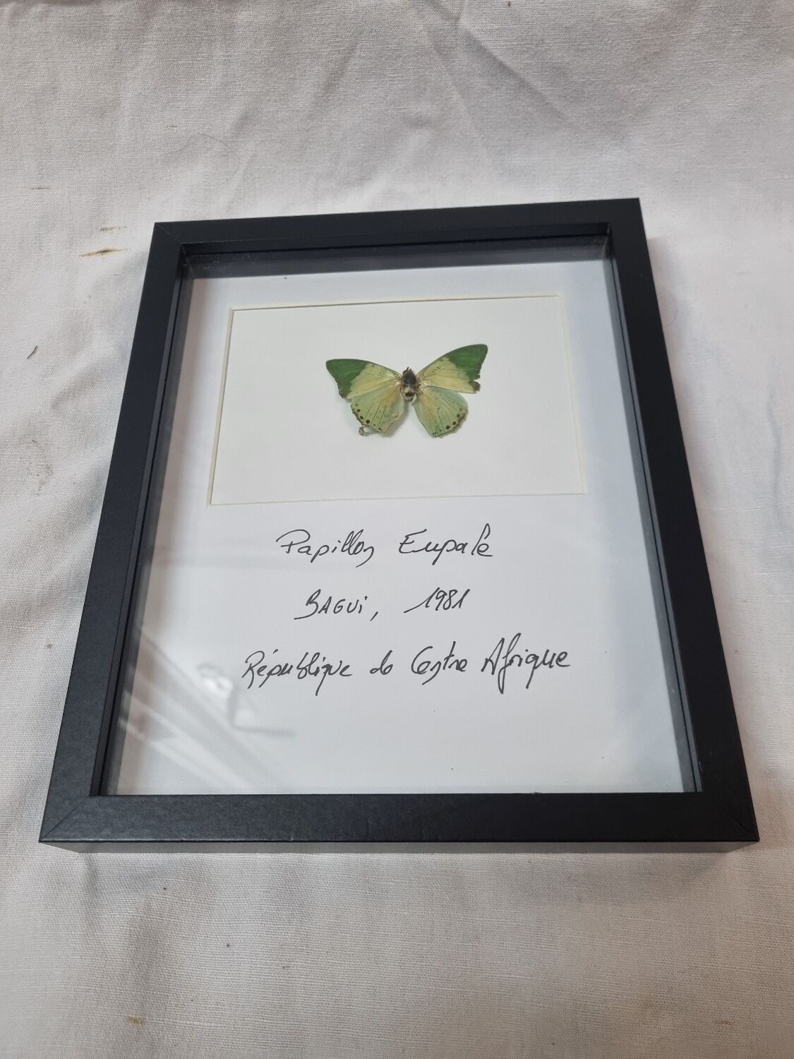 Stuffed butterfly Eupale, 1980