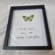 Stuffed butterfly Eupale, 1980