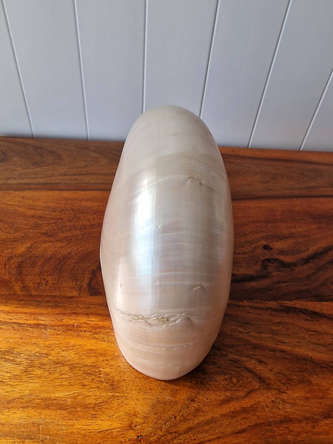 Nautilus Mother-of-pearl shell Nautilus