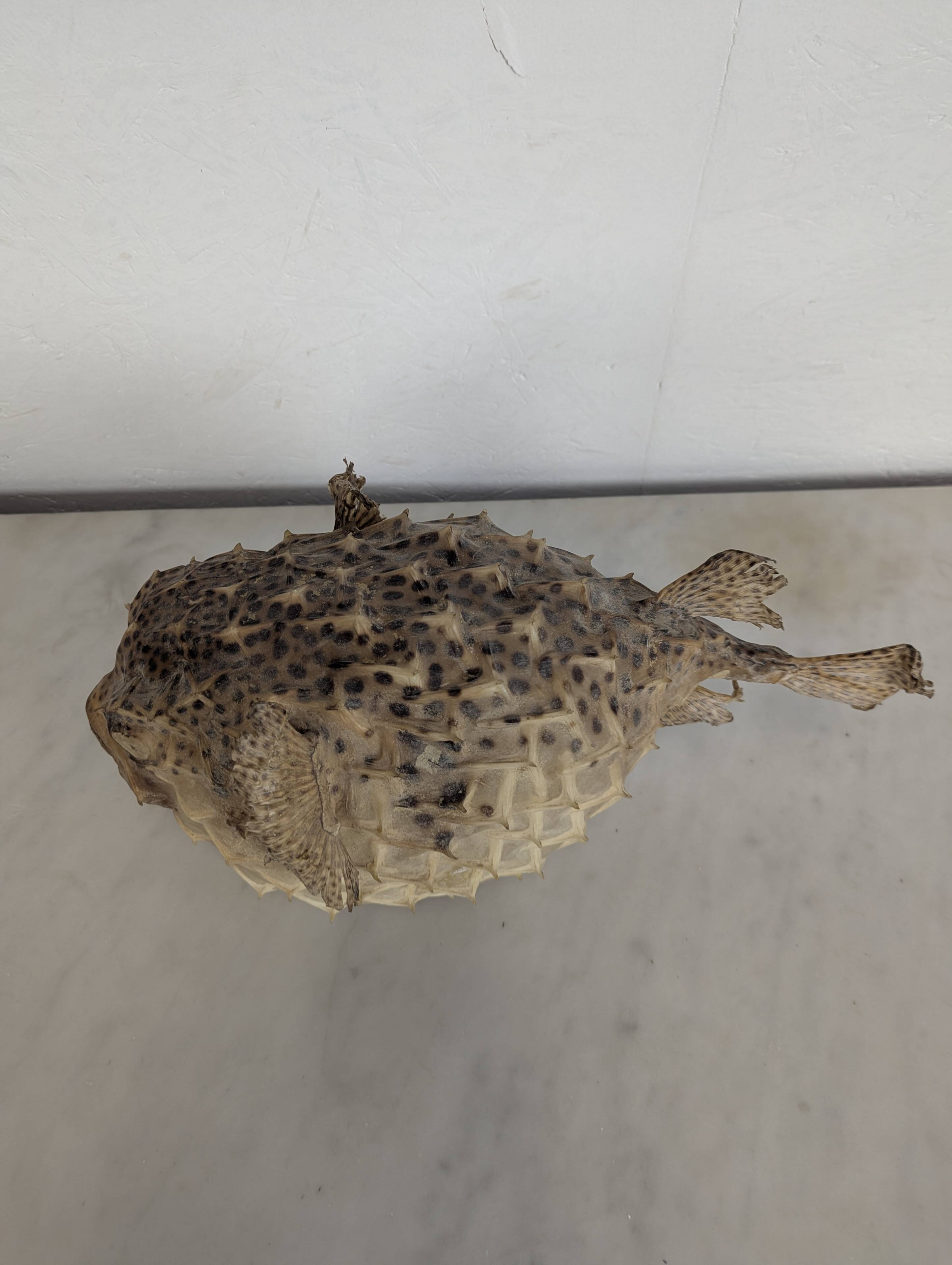 Diodon or taxidermied pufferfish