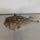 Diodon or taxidermied pufferfish