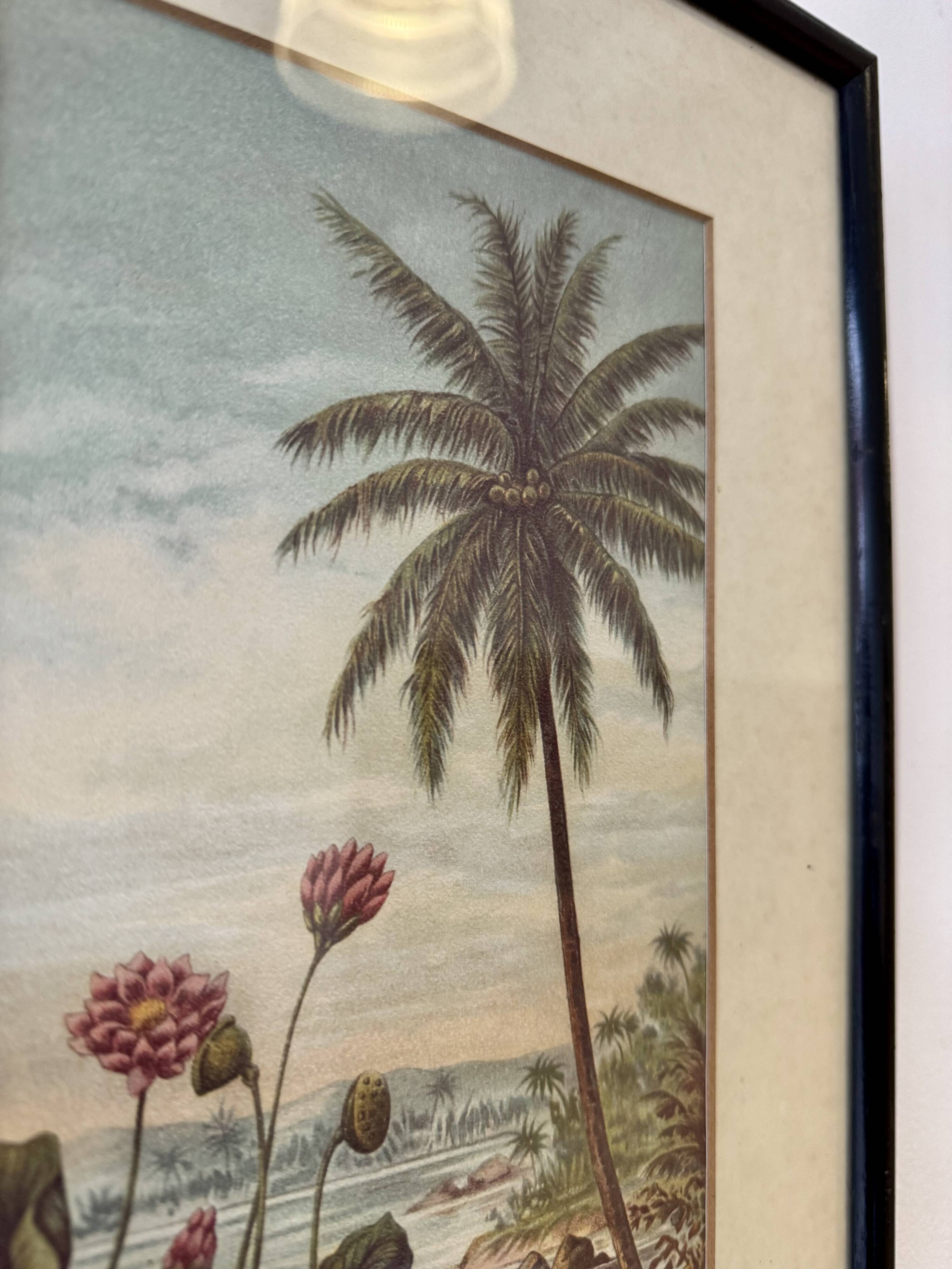 Vintage Print of Lotus Flower and Palm Tree Black Frame