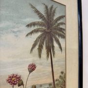 Vintage Print of Lotus Flower and Palm Tree Black Frame