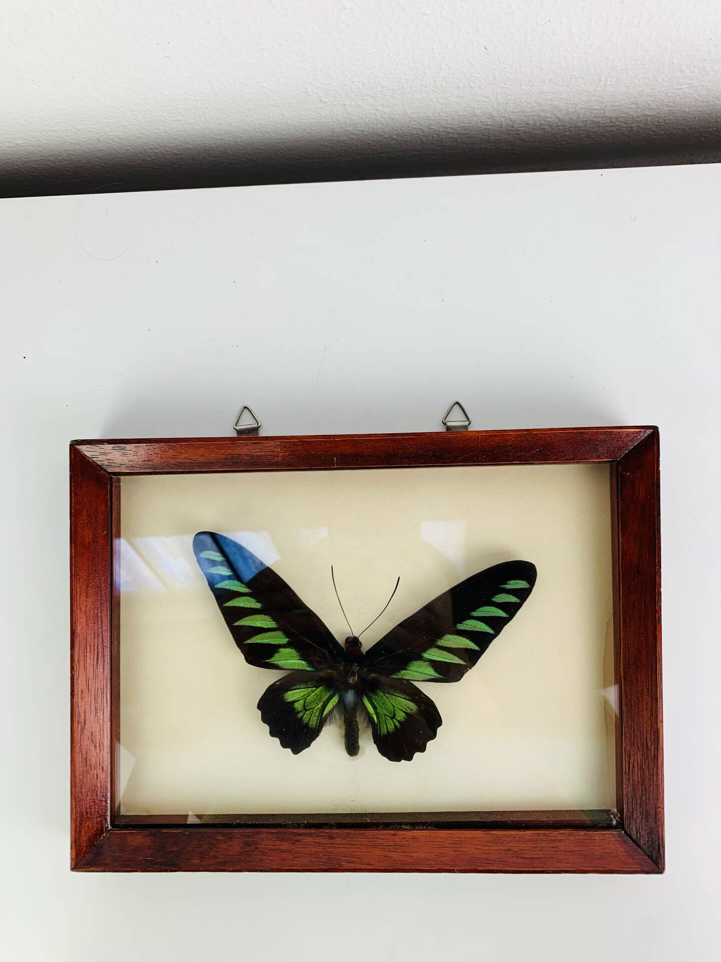 Framed butterfly Trogonoptera Drookiana, vintage