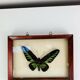 Framed butterfly Trogonoptera Drookiana, vintage