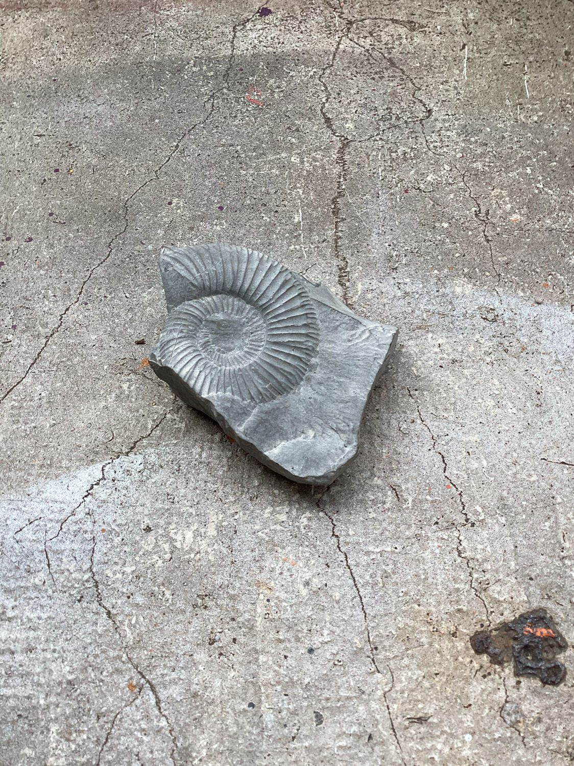 Gray ammonite fossil