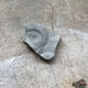 Gray ammonite fossil