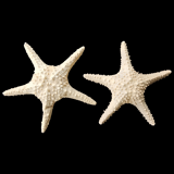 Étoiles de mer