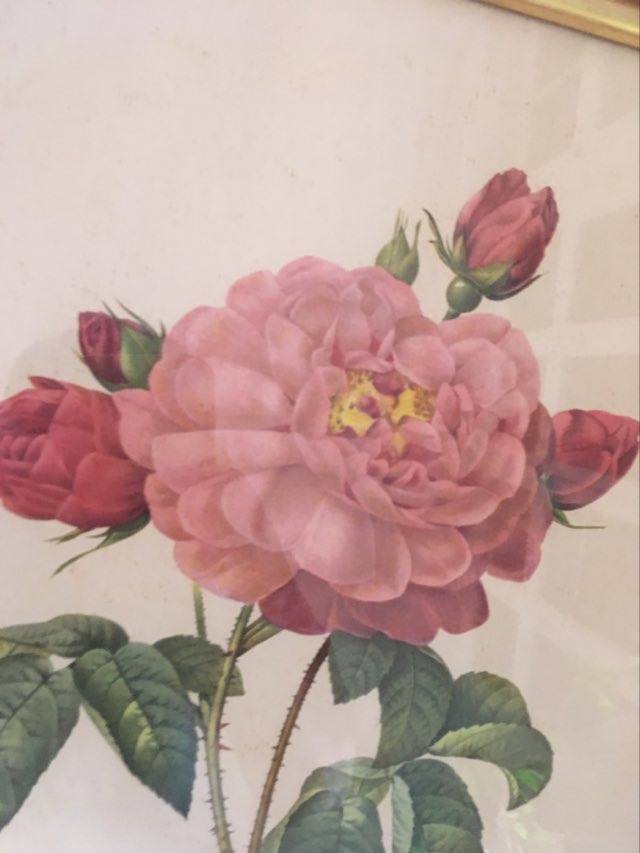 Dreadful botanical plank "Rosa Gallica Aurelianensis"