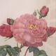 Dreadful botanical plank "Rosa Gallica Aurelianensis"