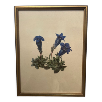 Framed flower print