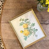 Old frame pink yellow Dreaded