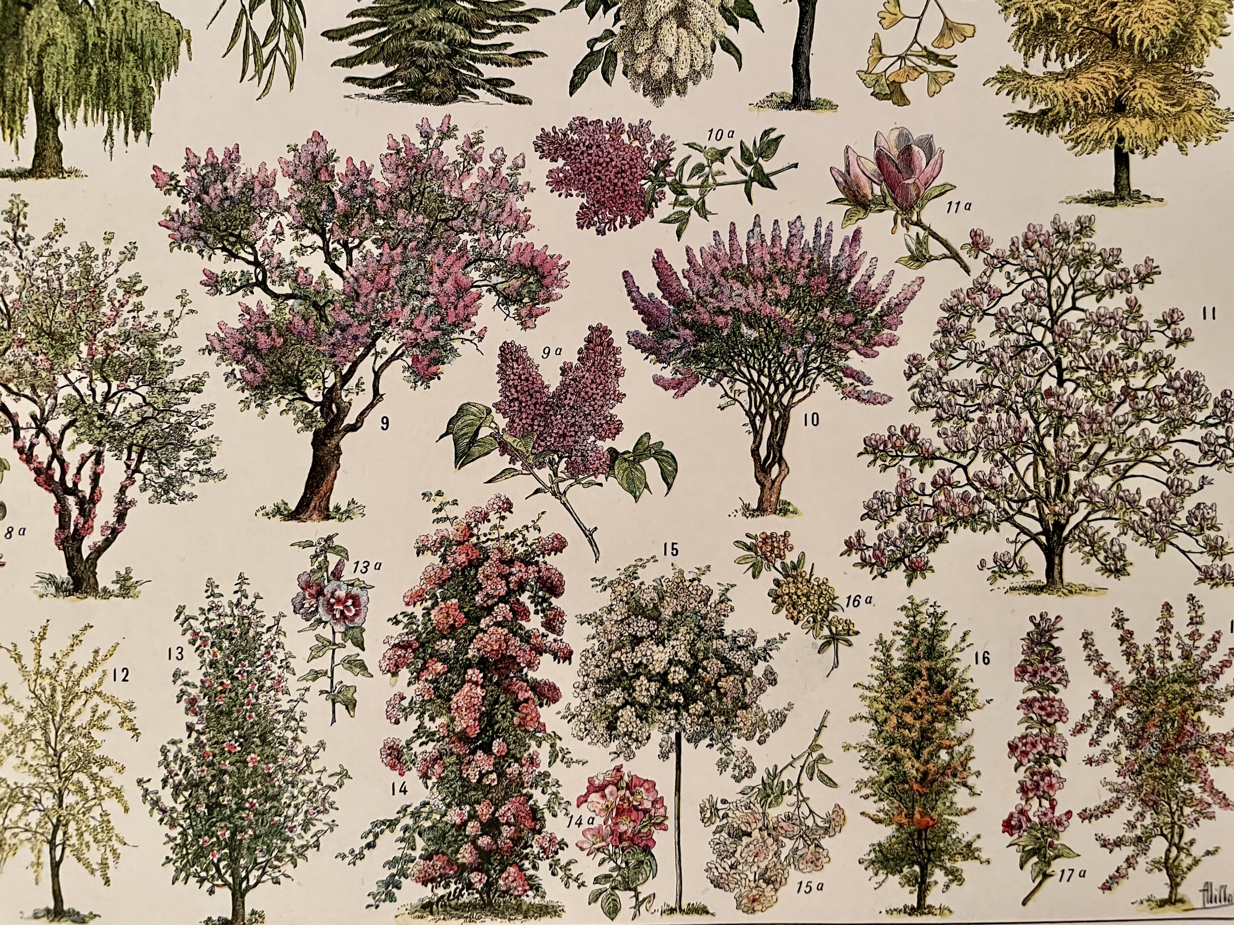 Lithograph on gardens (ornamental trees) - 1930 (cedar of Lebanon)