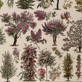 Lithograph on gardens (ornamental trees) - 1930 (cedar of Lebanon)