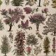 Lithograph on gardens (ornamental trees) - 1930 (cedar of Lebanon)