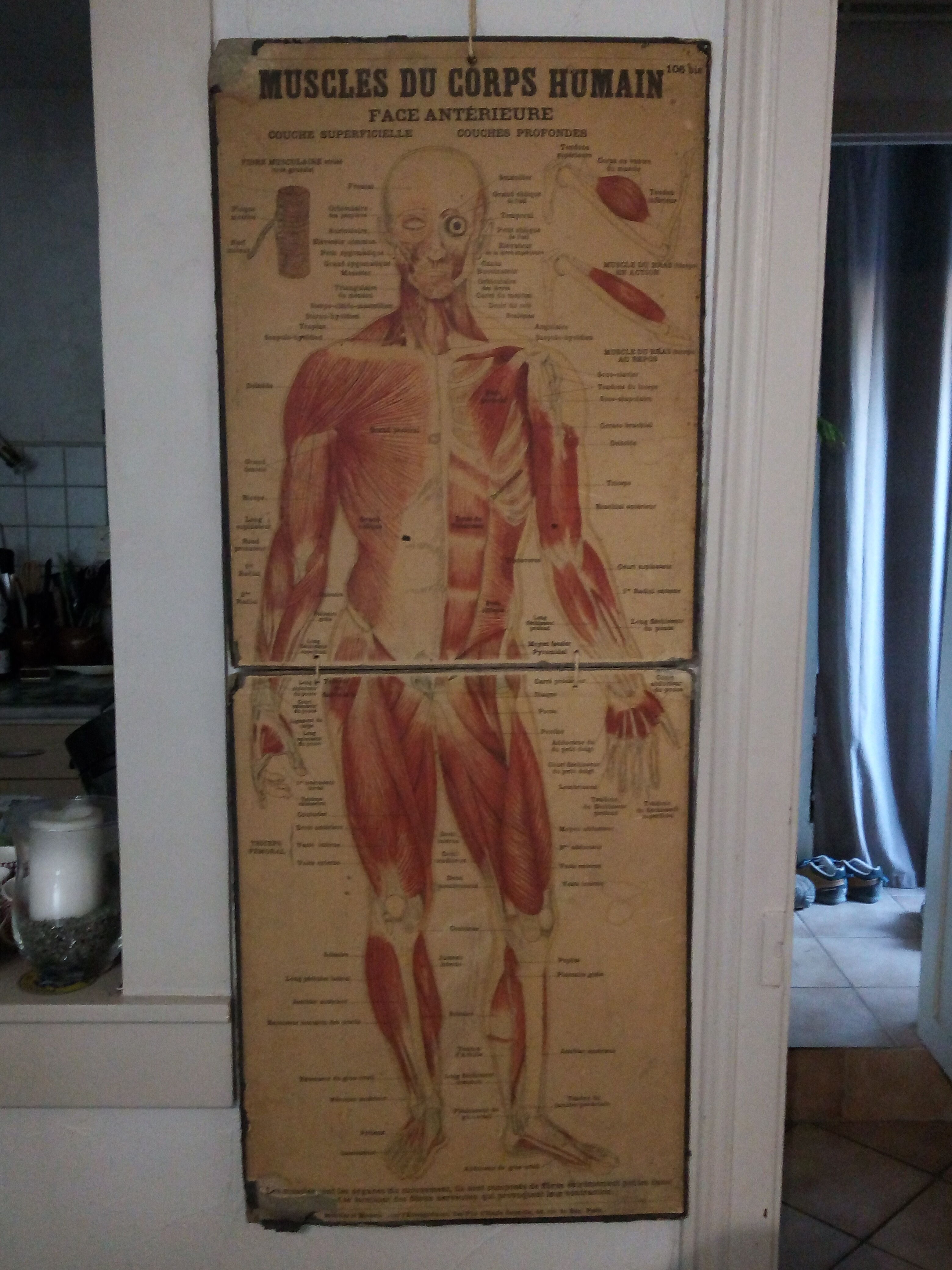 Series of anatomical boards