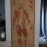 Series of anatomical boards
