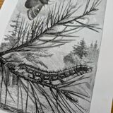 Printed in 1875, Engraving of the Pine Bombyx