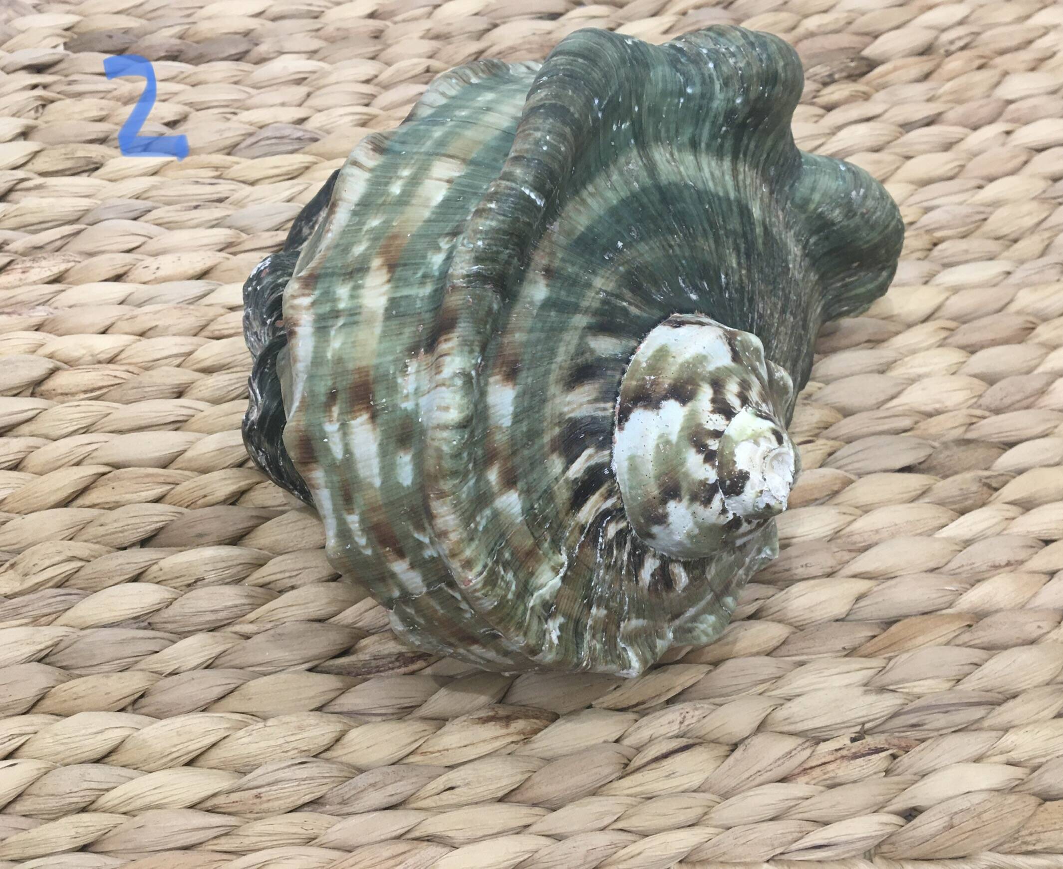 Shell - Whelk